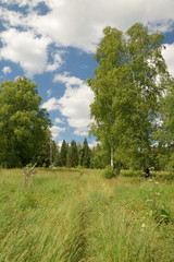 Summer landscape with meadow, trees, clouds, road.