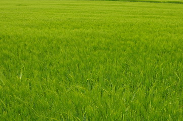 Fototapeta na wymiar green grass field background
