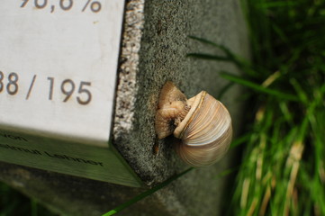 A vineyard snail crawls up a stone