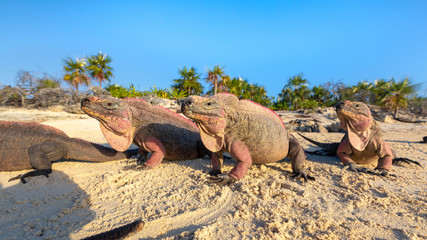 Echsen am Strand von Exuma, Bahamas