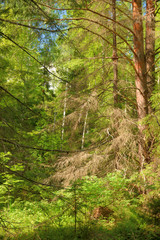 Summer forest landscape.