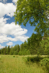 Summer landscape with meadow, trees, clouds, road.