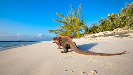 Echsen am Strand von Exuma, Bahamas