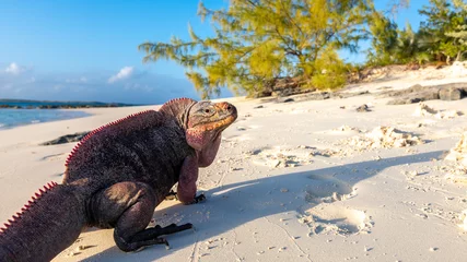 Foto op Plexiglas Echsen am Strand von Exuma, Bahamas © Foto-Jagla.de