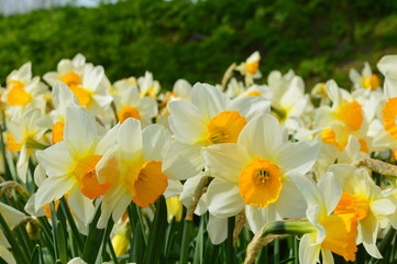 Fototapeta premium Spring flowers daffodils
