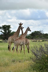 Naklejka na ściany i meble group of giraffe on plains in Kruger national park