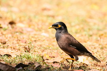 Common Myna (Acridotheres Tristis), Bird on the ground