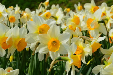 Spring flowers daffodils
