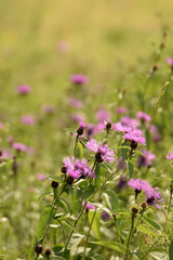 Obraz premium Wild flowers closeup.