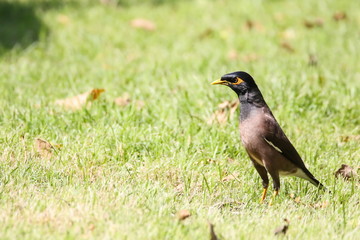 Common Myna (Acridotheres Tristis), Bird on the ground
