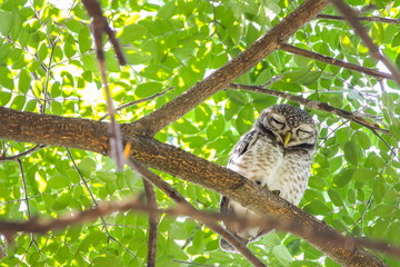 Fototapeta na wymiar Spotted Owlets (Athene Brama) are sitting on the tree.