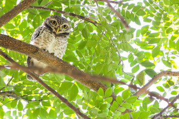 Spotted Owlets (Athene Brama) are sitting on the tree.