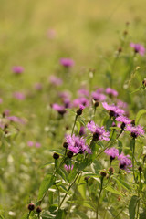 Fototapeta premium Wild flowers closeup.