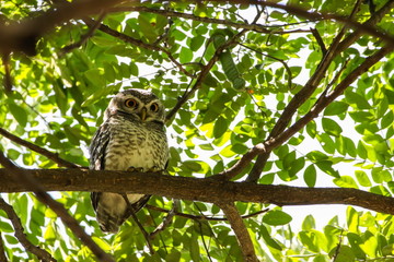 Spotted Owlets (Athene Brama) are sitting on the tree.