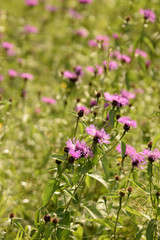 Wild flowers closeup.