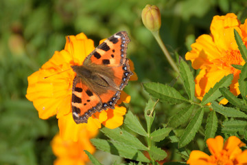 Bright garden flowers closeup.