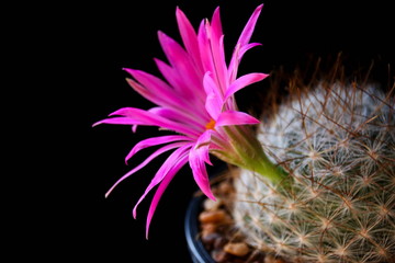 Naklejka na ściany i meble The flower of Mammillaria krainzia Guelzowiana V. Robustior, Cactus