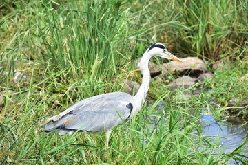 grey heron waitinf foir fish,Kruger national park,South Africa,