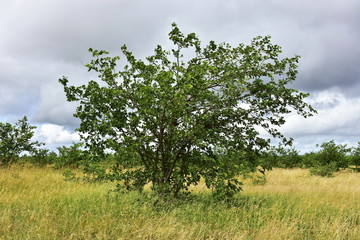 important mopane tree,Kruger national park,South Africa