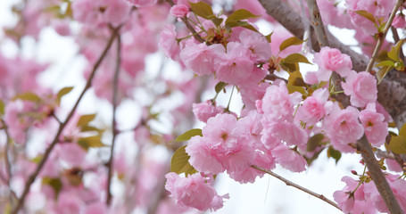 Fototapeta na wymiar Taiwan cherry blossom