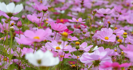 Pink cosmos flower meadow