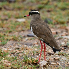 Crowned lapwing bird in Kruger national park,South Africa
