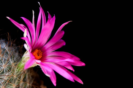 The flower of Mammillaria krainzia Guelzowiana V. Robustior, Cactus