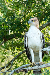 Crested Hawk-eagle (Nisaetus cirrhatus), Yala National Park, Sri Lanka