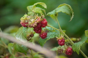 Bushes raspberries