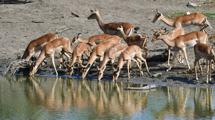 big herd of impala antelopes at Kloperfontein waterhole,Kruger national park