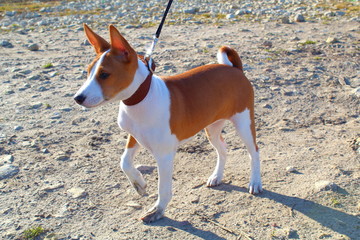 Puppy Basenji white and red color on a leash.