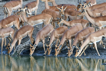 big herd of impala antelopes at Kloperfontein waterhole,Kruger national park