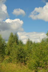 Fototapeta na wymiar Summer landscape with meadow, trees, clouds, road.