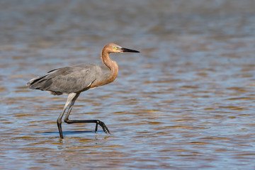 Reddish Egret Walking on the Pond