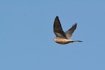 Merlin (Falco columbarius), Greece
