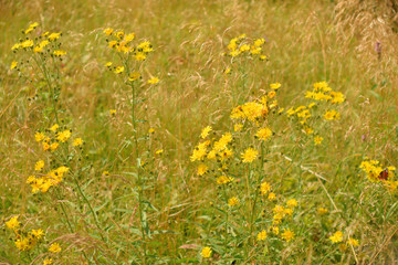 Wild flowers closeup.