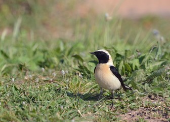 Black-eared wheatear (Oenanthe hispanica), Greece