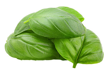 basil, isolated on white background, clipping path, full depth of field