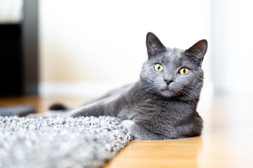 Grey Cat (Russian Blue)