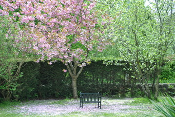Blossom tree
