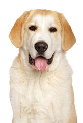 Happy Alabai dog on white background