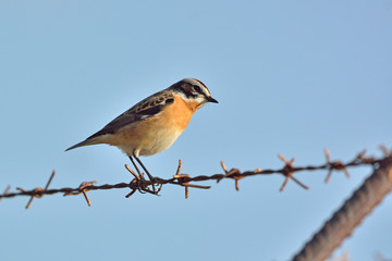 Whinchat - Saxicola rubetra, Crete, Greece