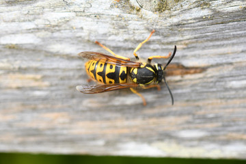 paper wasp on fence