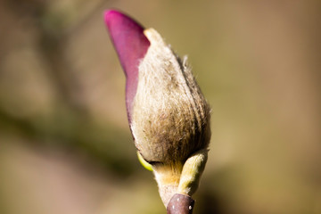 spring bud of magnolia