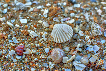 shells on the beach