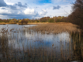 Wetlands and reeds, South Yorkshire, England