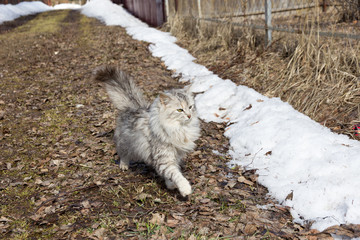 Obraz na płótnie Canvas silver fluffy cat the color of a chinchilla