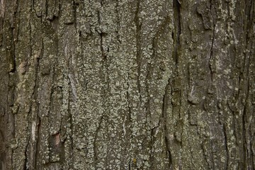 embossed tree bark covered with moss and lichen