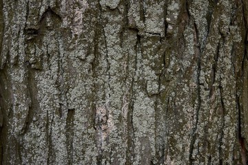 embossed tree bark covered with moss and lichen