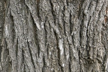 embossed tree bark covered with moss and lichen